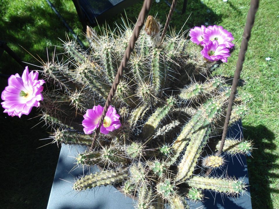 Echinocereus pentalophus var. procumbens 12jährig in Höxter