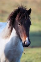 Isländer Pony Schecke Rheinland-Pfalz - Bad Neuenahr-Ahrweiler Vorschau