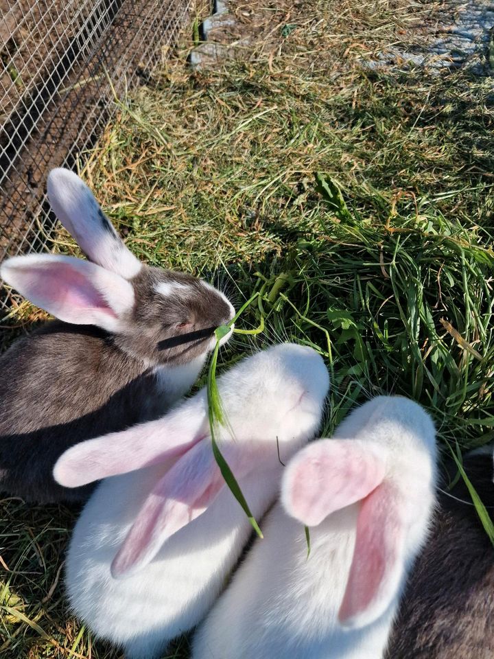 Nur noch 1 Kaninchen  abzugeben in Nuthe-Urstromtal