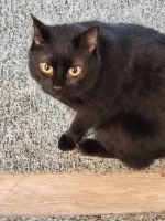 Kater Remus ist entlaufen 01169 Birkenstraße Dresden - Gorbitz-Ost Vorschau