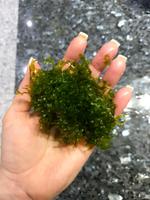 Monosolenium tenerum  ,Lebermoos,für Aquarium Baden-Württemberg - Nußloch Vorschau