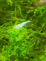 Wunderschöne Neocaridina Blue Jelly Garnelen Baden-Württemberg - Schorndorf Vorschau