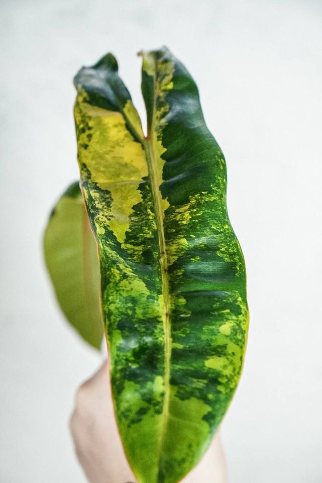 Philodendron Billietiae Variegata (big top cutting) in Köln