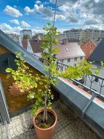 Sehr hübscher  Ginkobaum Bayern - Augsburg Vorschau
