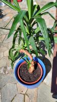 Yucca Palme Zimmerpflanze ca. 1m hoch inkl. Übertopf Bayern - Niedertaufkirchen Vorschau