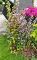 Pyrenäen-Glockenblume Staude Bienenweide violette Blüte Nordrhein-Westfalen - Paderborn Vorschau