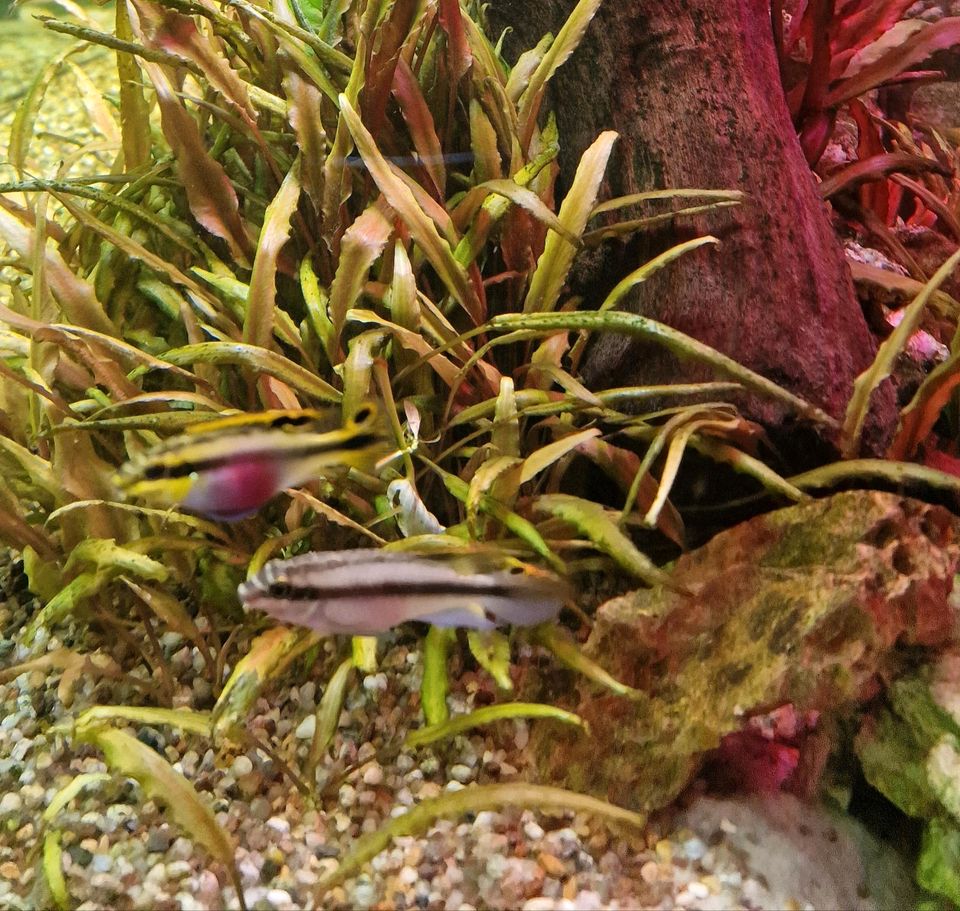 Purpurprachtbarsche Jungfische aus eigener Zucht in Itzehoe