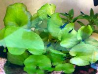 Garnelen - blau - Blue Dream - Neocaridina - 10 Stück 15 Euro Hessen - Lohfelden Vorschau