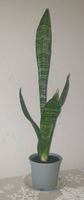 Bogenhanf Sansevieria München - Schwanthalerhöhe Vorschau