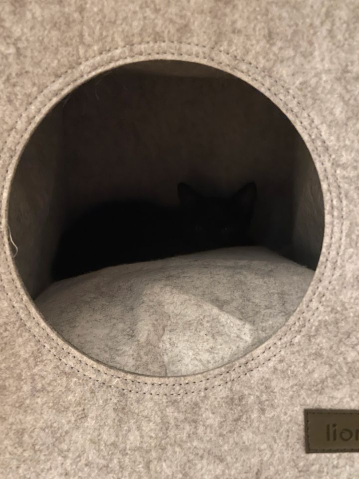 Katzenhöhle für Kallax in Besigheim