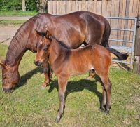 Niedlicher, aufmerksamer Quarter Horse Nachwuchs Brandenburg - Mittenwalde Vorschau