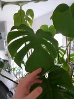 Monstera/Big Plant/Pflanze Niedersachsen - Südbrookmerland Vorschau