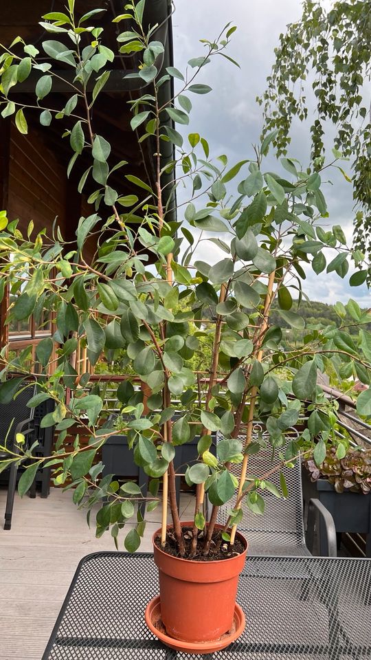 Ficus benjamini o. ä. in Haiterbach