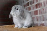 Minilop Zwergwidder Baby Kaninchen Mini Lop Rammler Niedersachsen - Bremervörde Vorschau