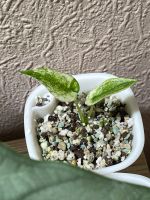 Alocasia Cucullata Mint Splash Variegata Osterholz - Tenever Vorschau