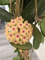 Hoya Porzellanblume Berlin - Reinickendorf Vorschau