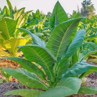 SAATGUT Tabakpflanze Samen Garten  Blume Nordrhein-Westfalen - Voerde (Niederrhein) Vorschau