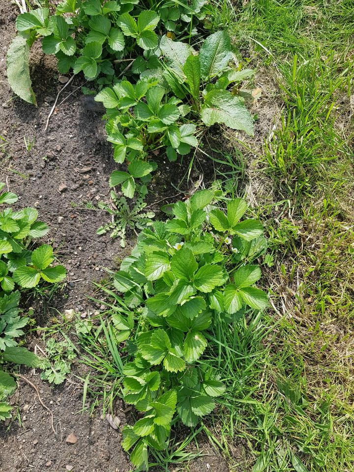 Schrebergarten abzugeben in Bad Segeberg