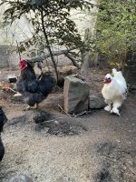 Hühner abzugeben Frankfurt am Main - Fechenheim Vorschau