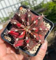 Gymnocalycium mihanovichii variegata Hessen - Ebsdorfergrund Vorschau