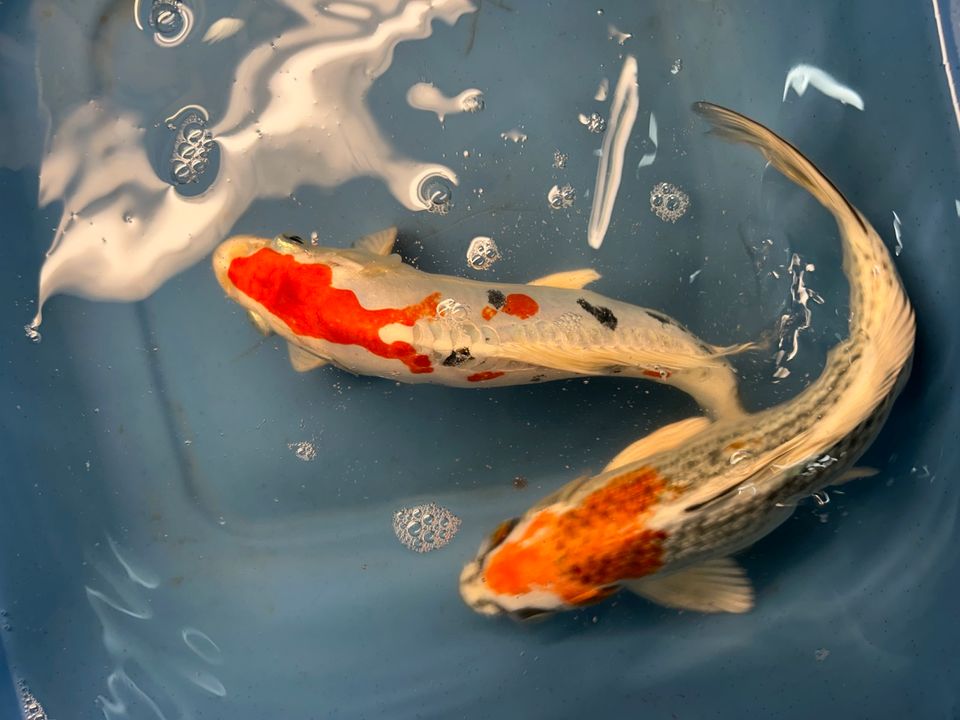 Koi Showa Sanke Kohaku Kujaku Utsuri 25-30cm  Karpfen in Rangendingen