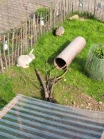 Grosse Kaninchen damen auch einzeln Wesertal - Gieselwerder Vorschau