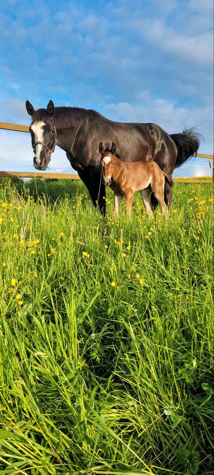 Zuchtstute Quarter Horse wegen Aufgabe Privatverkauf Allround in Adelsheim