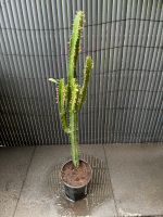 Pflanze 3 kantige Wolfsmilch. Kaktus mit Blättern. Nordrhein-Westfalen - Geilenkirchen Vorschau