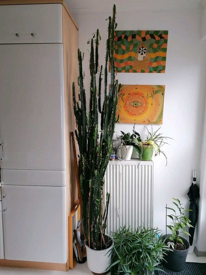 Kaktus Euphorbia erytrea inkl Topf 250Cm Groß in Sundern (Sauerland)