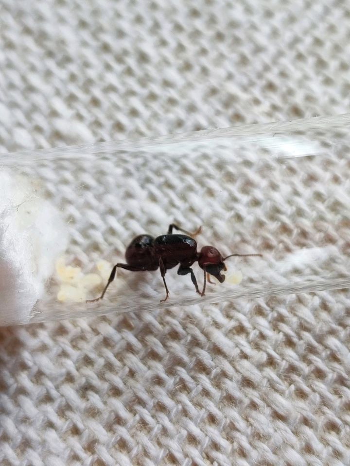 Messor Barbarus, Red Head & extra Red Ameisenkolonie Queen in Düsseldorf