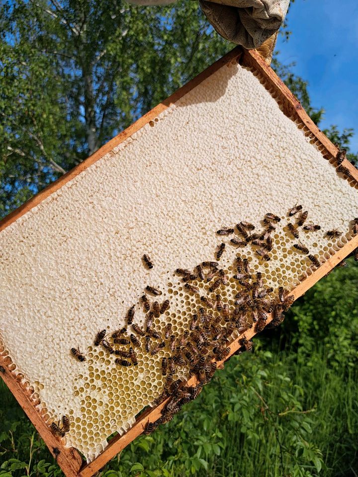 Bienenvölker DNM in Spreenhagen
