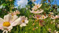 Cosmea Mohn  Blumensamen Samen Verschiedene Sorten Niedersachsen - Wilhelmshaven Vorschau