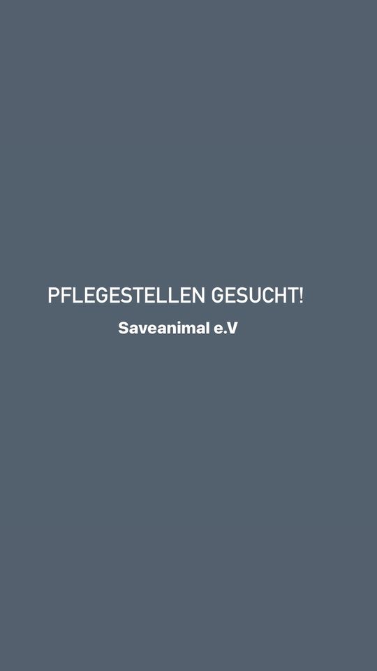 Pflegestelle Tierschutz Tierschutzverein Tierschutzhund gesucht in Berlin