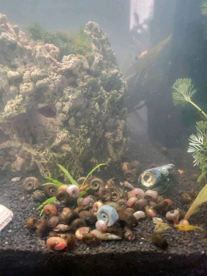 Posthornschnecken bunte Mischung in Lüneburg