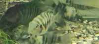 Zebrabuntbarsche Grünflossenbuntbarsche Aquarienfische Zierfische Niedersachsen - Ilsede Vorschau