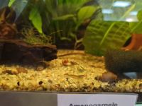 Amanogarnele 3,00€* Algenfresser Garnele Zwerggarnelen Aquarium Saarland - Püttlingen Vorschau