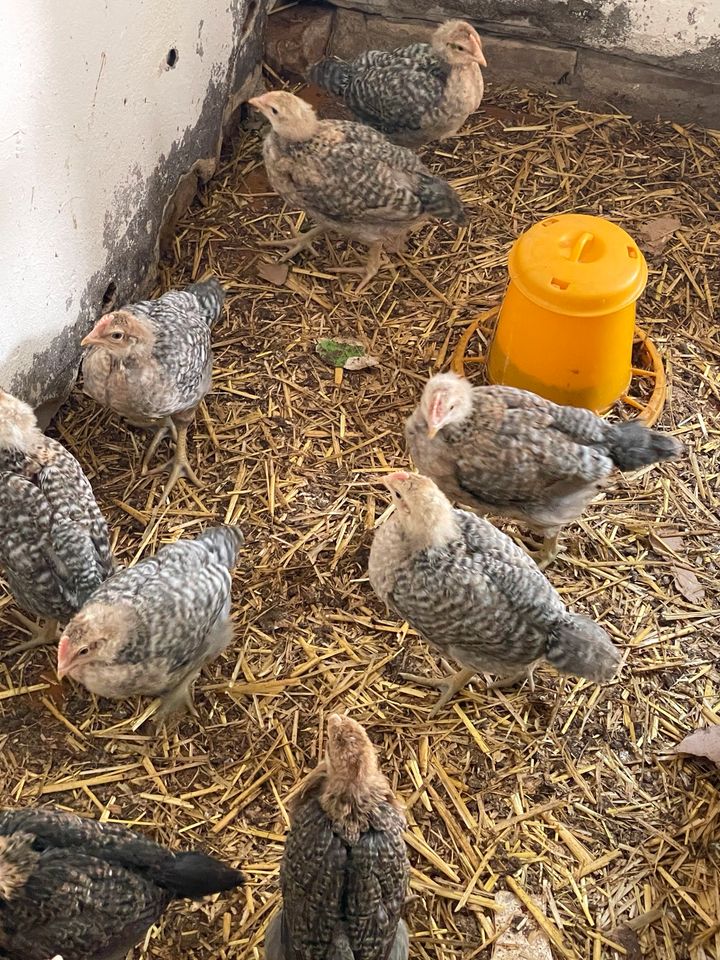 Bielefelder kennhühner Küken Hähne in Langenberg