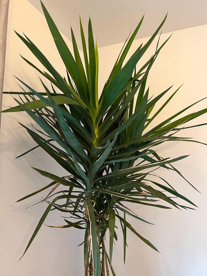 Yucca Palme Pflanze im Topf ca 240cm groß in Bremerhaven