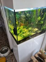 Juwel Aquarium 62x58x41 plus Schrank 73cm hoch Brandenburg - Ludwigsfelde Vorschau