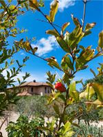 Granatapfel - Punica Granatum Baden-Württemberg - Nehren Vorschau