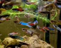 Guppy Mix 20 Tiere / Schwangere dabei Baden-Württemberg - Illingen Vorschau