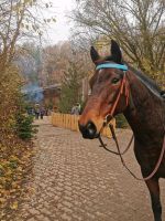 Biete Pflegebeteiligung/Pflegepferd, evtl. Reitbeteiligung Bayern - Jesenwang Vorschau