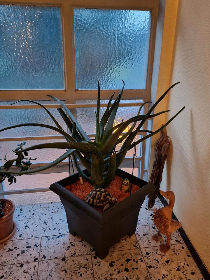 XXL Aloe Vera in Pforzheim