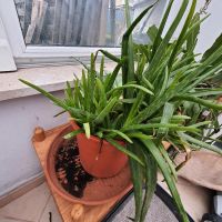 Aloe Vera Pflanze Bayern - Waldkraiburg Vorschau