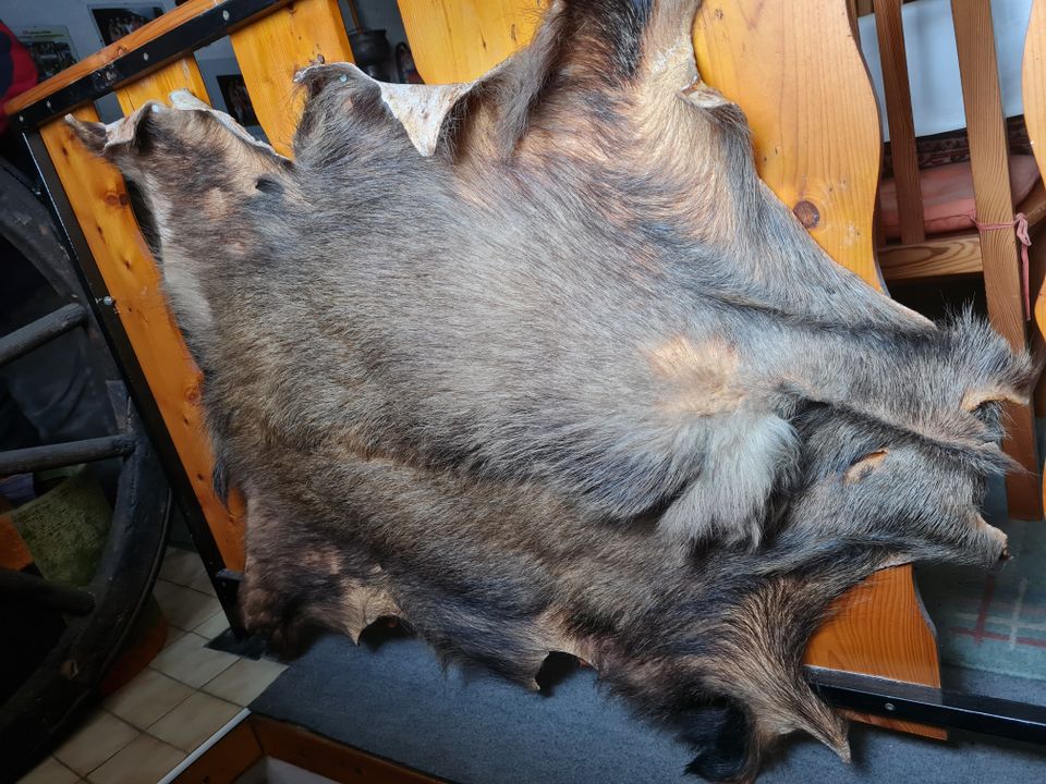 Wildschweinfelle in Niederkirchen