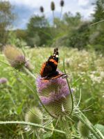 Wilde Karde - heimische Wildpflanze Schmetterlinge Naturgarten Berlin - Charlottenburg Vorschau