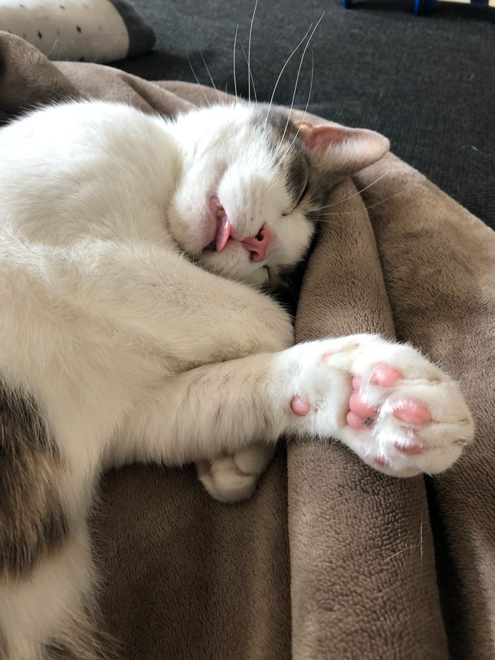 Zwei Katzen (Geschwister) in liebevolle Hände abzugeben in Kiel