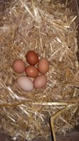frische Eier von freilaufenden Hühnern ab Hof zu verkaufen Bayern - Geisenfeld Vorschau
