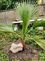 Washingtonia Robusta Palme winterfest Duisburg - Fahrn Vorschau