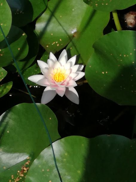 Seerose rosa Große und alte Pflanzen in Oberhausen